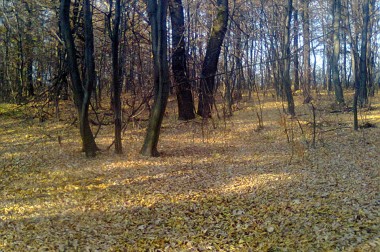 Звітність за десять місяців діяльності
